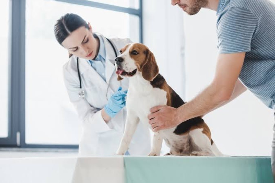 Vet Clinics