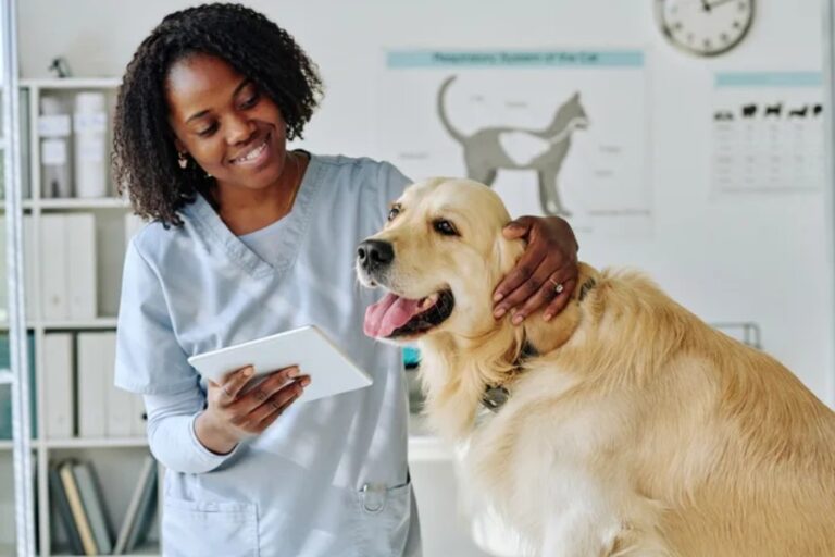 Animal Hospitals