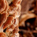 Mold