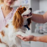 animal hospital