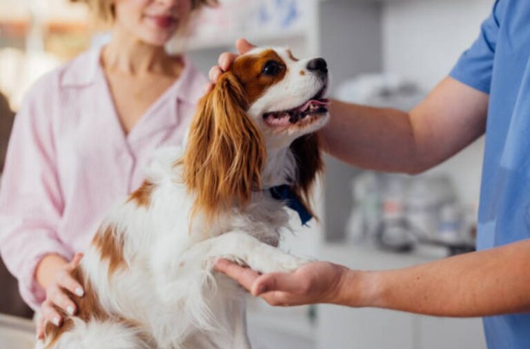 animal hospital