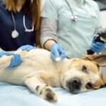 General Veterinarians