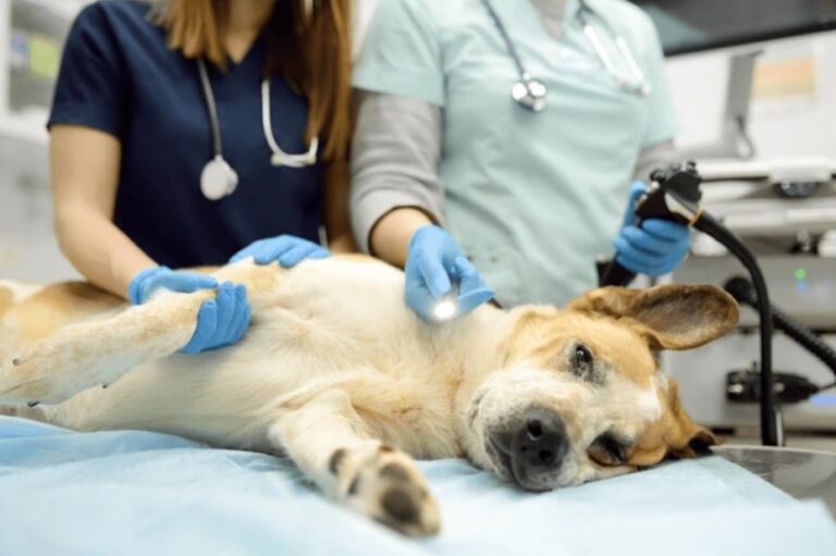 General Veterinarians