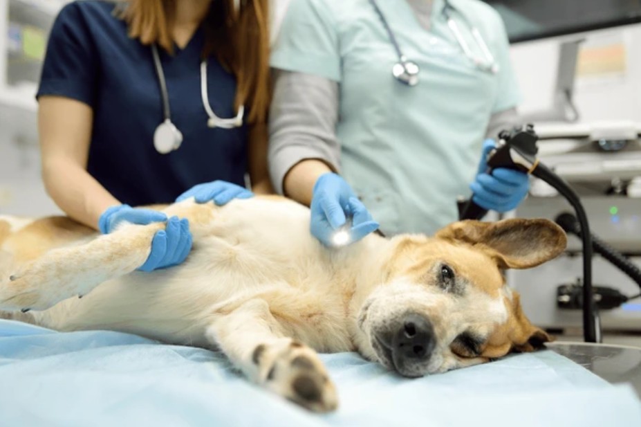 General Veterinarians