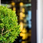 shrub