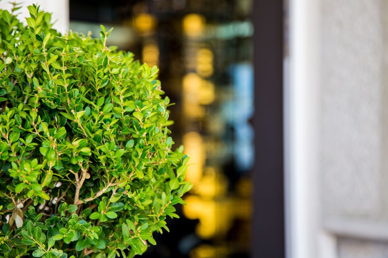 shrub